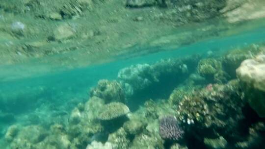 浅水珊瑚礁视频素材模板下载
