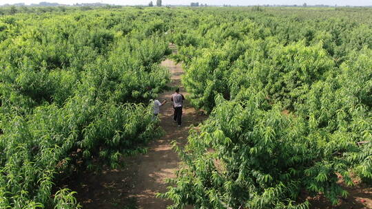 河北深州大桃航拍种植园顺丰小哥