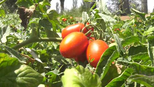 小番茄圣女果西红柿视频素材模板下载