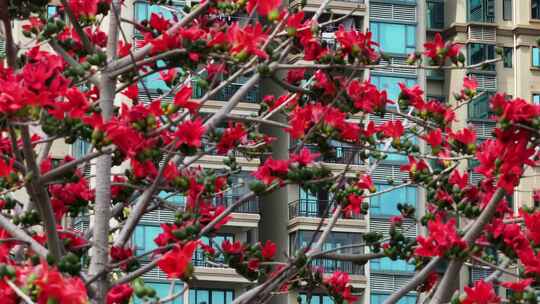 盛开的木棉花特写