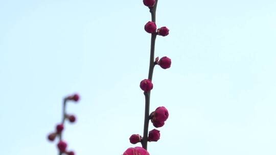 春季红色梅花景观