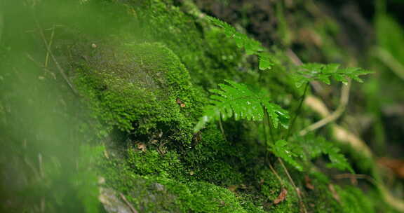 大自然  春天 山林 树叶 苔藓