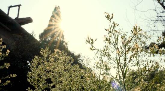 秋日夕阳下逆光电影感花丛