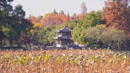 杭州西湖曲院风荷秋天水榭残荷风景