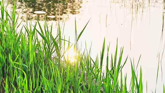 春天阳光逆光倒影与湖边发芽的绿色芦苇芽