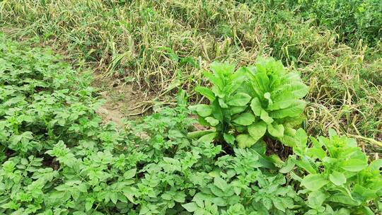 农村菜园花草树木绿色植物