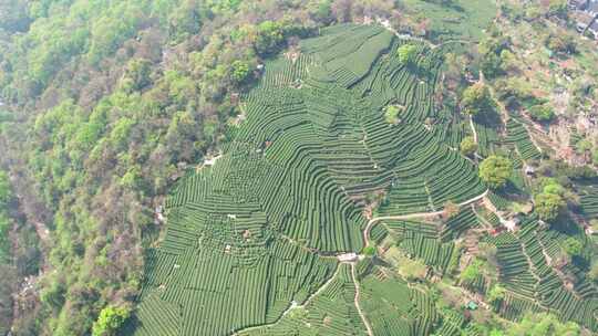 杭州翁家山春天茶园风景航拍