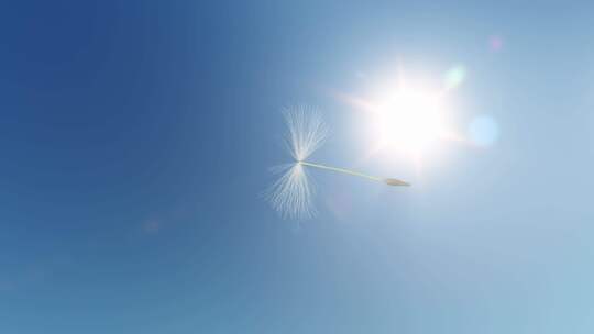 蒲公英飞散播种子_4K