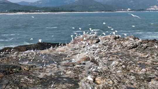 白鹤礁石海浪