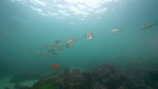 海底海草鱼类海洋生物视频素材模板下载