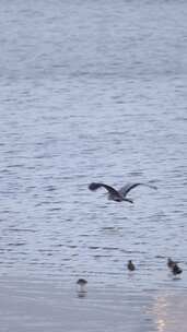 一只苍鹭在水面飞翔