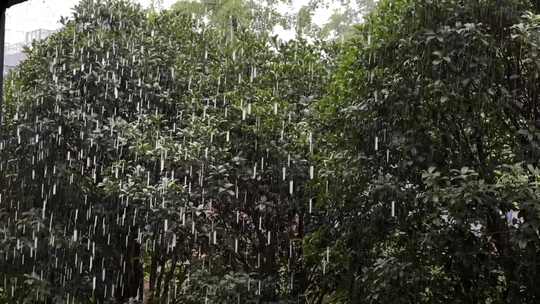 下雨天树枝灌木