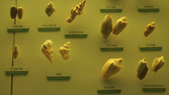海螺贝壳水产标本
