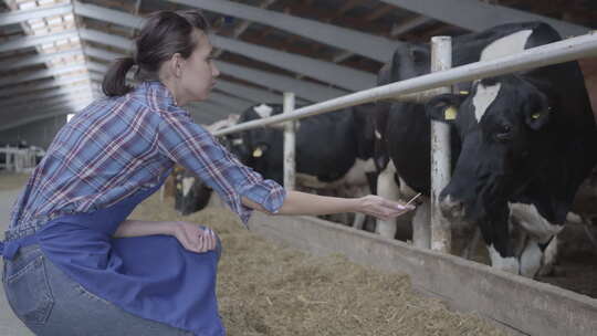 职业年轻女农民参观农场的谷仓喂牛
