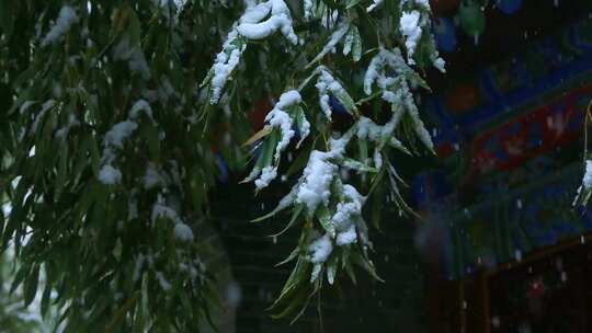 覆盖满雪的竹根视频素材模板下载