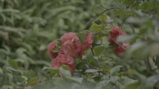 香妃茶花红色茶花山茶花