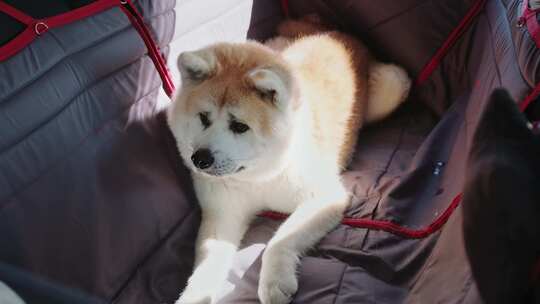 秋田犬在开车旅行时躺在后座的吊床上