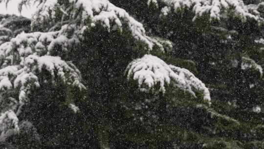 寒冷冬季公园松树雪花大雪空境升格