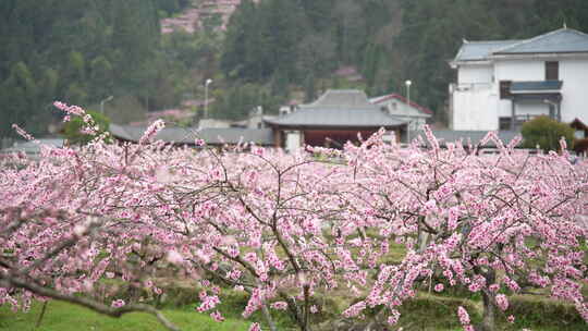 桃花盛开桃花源