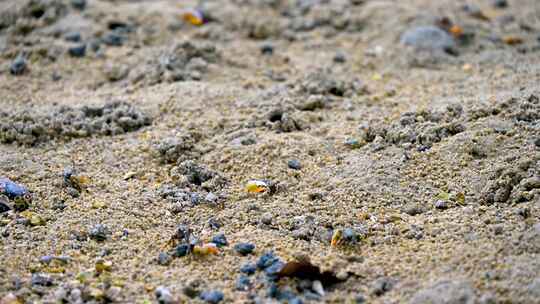 海南三亚退潮后沙滩上出洞觅食的螃蟹视频素材模板下载