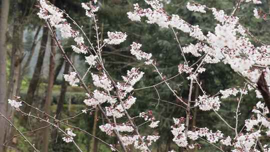 春天阳光下的樱花花朵