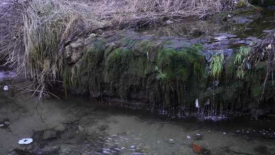 长满青苔的山间小水流