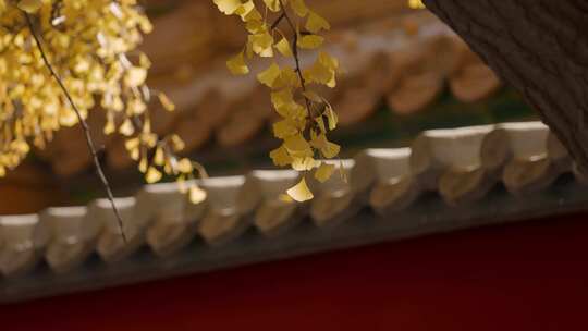 北京故宫紫禁城延禧宫秋天的银杏视频素材模板下载