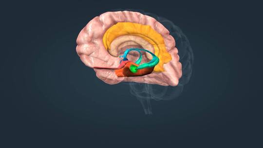 大脑杏仁核下丘脑海马体扣带回大脑皮层视频素材模板下载