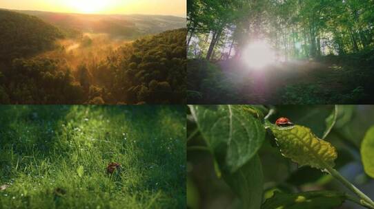 丁达尔森林光影 晨光中的自然万物苏醒视频素材模板下载