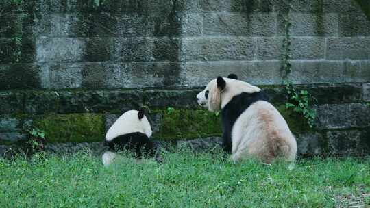 熊猫妈妈和宝宝面壁思考