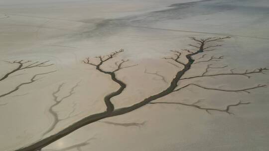 鄱阳湖枯水期生命之树特写航拍视频