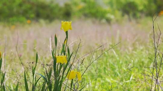 草地上黄色的花