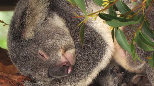 成年雄性考拉睡在桉树上——垂直格式