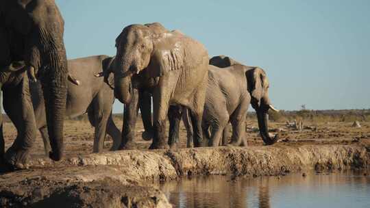 萨凡纳灌木丛大象喝水，在牛群行走时在河边摇头