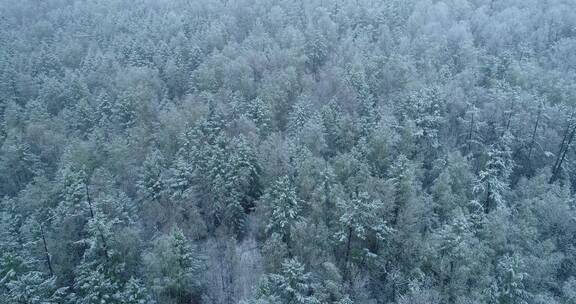 航拍大兴安岭春季极端天气降森林银装素裹