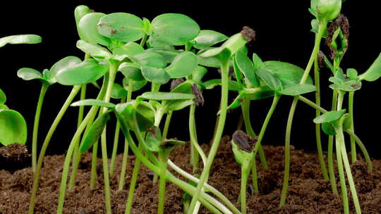 向日葵植物生长的时移