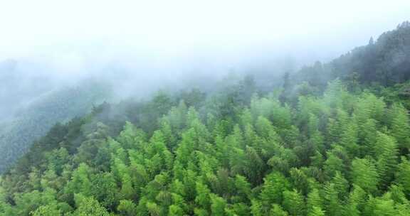 云雾缭绕的竹林