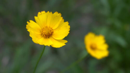 风中摇曳的黄色花朵