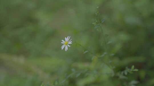 广东农村大山小菊花