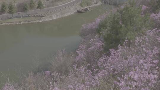 映山红金达莱花LOG视频素材