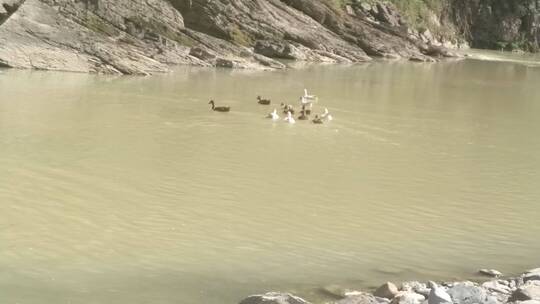 农村河水里觅食的麻鸭鸭子