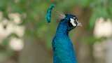 带有散景自然背景的蓝色孔雀的特写头像。高清在线视频素材下载