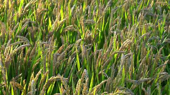 自然稻田水稻丰收