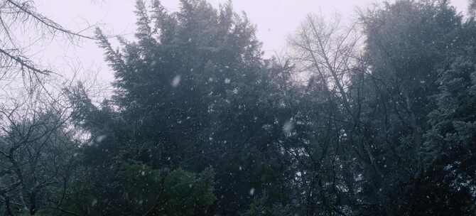 大雪中的森林雪景慢镜头下雪雪花冬季