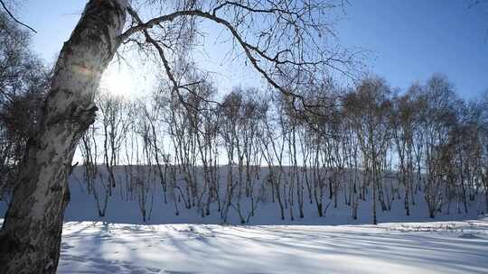 冬天雪地与白桦树与太阳