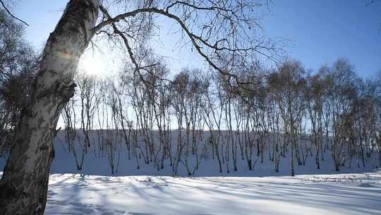 冬天雪地与白桦树与太阳视频素材模板下载