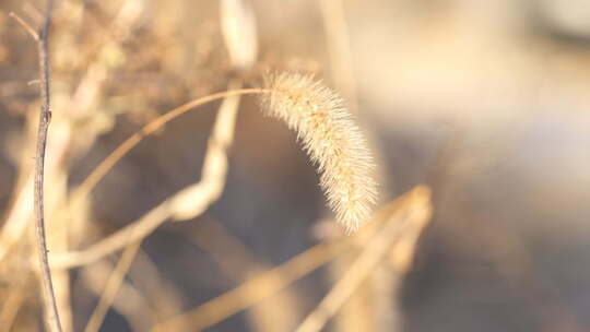 狗尾草 狗尾巴草 禾本科 野草 白天