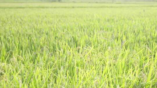 宁夏灵武白笈滩稻田