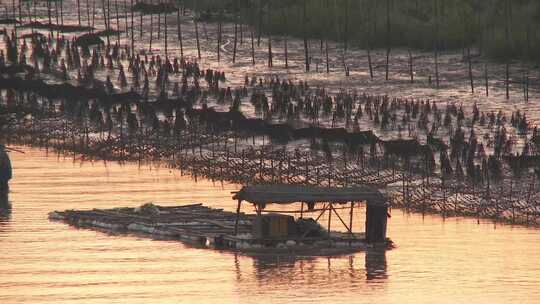 J广东惠州惠东海龟湾实拍视频