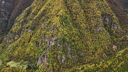 山脉高山高峰树木金黄